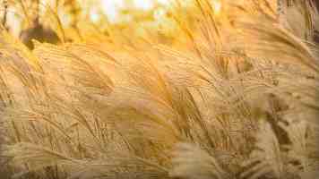 Nginx 502 Bad Gateway 疑难杂症排查与根治：架构师的实战指南