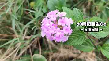 环形缓冲区：栈与队列优化利器，空间效率双提升