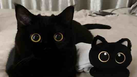 植物大战僵尸融合版：PC/安卓/iOS 下载安装避坑指南